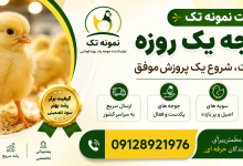 قیمت جوجه گوشتی یک روزه به چه عواملی بستگی دارد؟