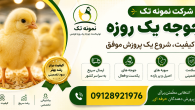 قیمت جوجه گوشتی یک روزه به چه عواملی بستگی دارد؟