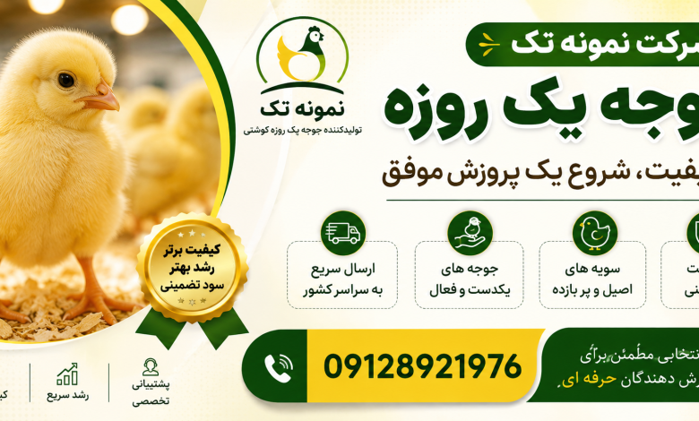 قیمت جوجه گوشتی یک روزه به چه عواملی بستگی دارد؟