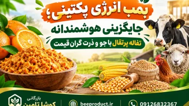 تفاله پرتقال دامی؛ منبع غنی انرژی و پکتین برای بهبود راندمان شیردهی و پرواربندی